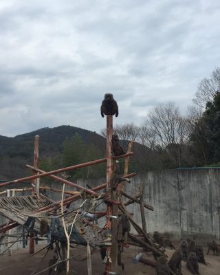 てっぺん