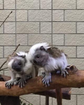 ごっつんこ！
