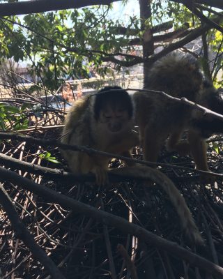 めをつぶるオトメ
