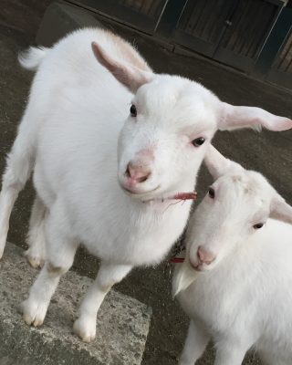 スズちゃんとサザエちゃん