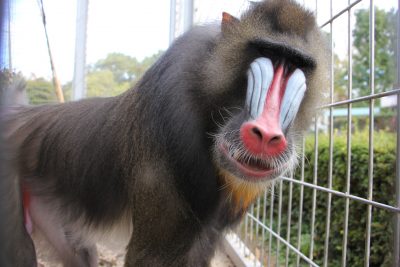 渋めのキンシャサ