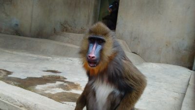マンドリルのデイ