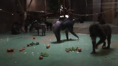 完食