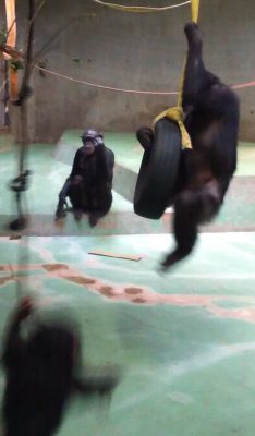 タイヤ乗りの師匠はこのチンパンジーか!?