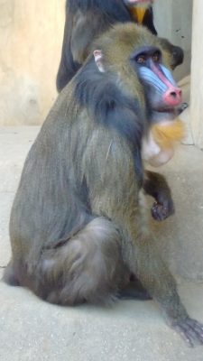 マンドリル肝っ玉かあさん