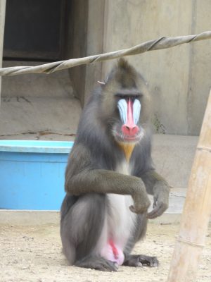背筋ピン