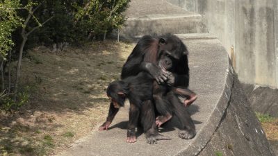 マルコに毛づくろいされるマモル