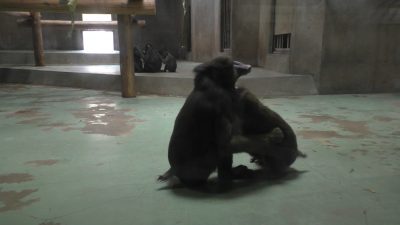 ヤッシとニコンあそぶ