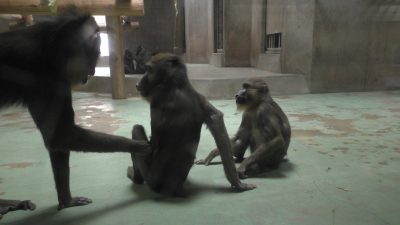 ちょいちょいとヤッシを誘うニースケ