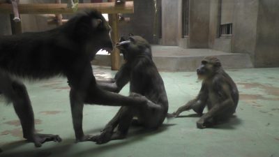 ニースケに誘われ、応じるヤッシ