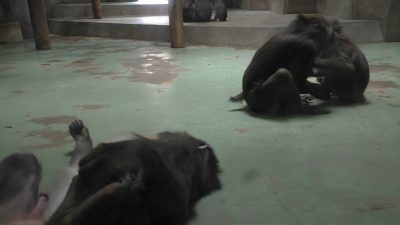 やっぱりヤッシとニコンは仲良し