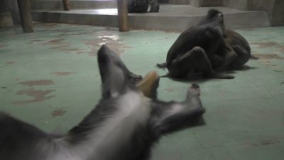 ニースケあきらめずに誘う
