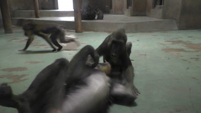 ヤッシとニースケ遊ぶ