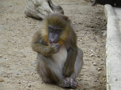 サユミ