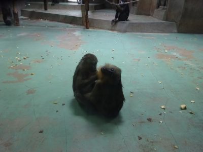 サユミとディスコ