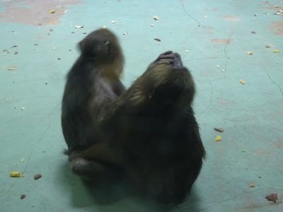 サユミとディスコ