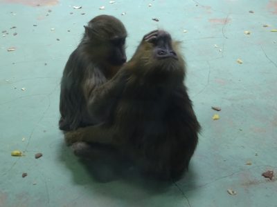 サユミとディスコ