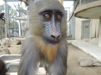 ディスコ