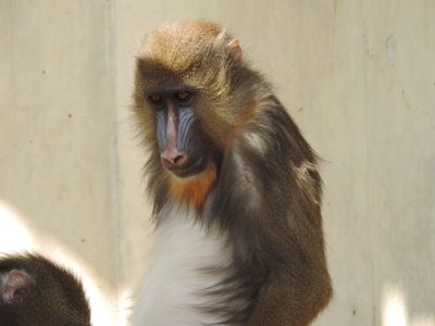 デイ