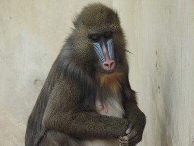 ディディ