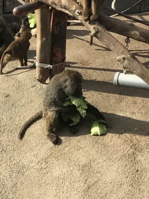 キャベツを集めるアヌビスヒヒ