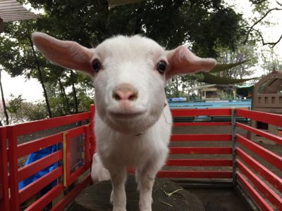 子ヤギ