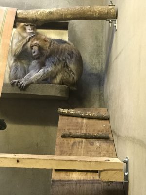 リンがチャンに毛づくろいしてもらう様子