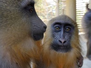 サユミとディスコ