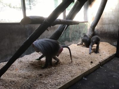 マントヒヒが探している様子