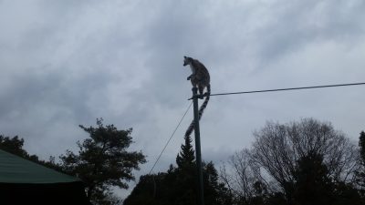 次のジャンプは