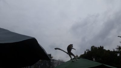 パラソルジャンプジャンプ