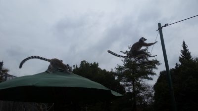 パラソルジャンプ