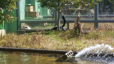 水中ポンプ出る