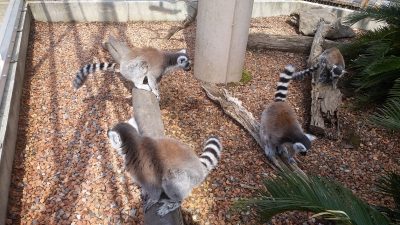 ワオキツネザル排尿