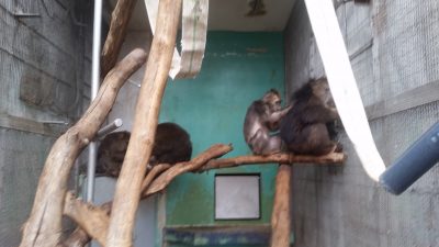 毛繕いするチベットモンキー