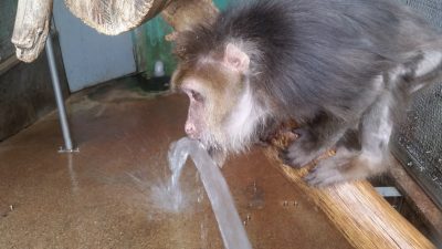 水のむチベットモンキー