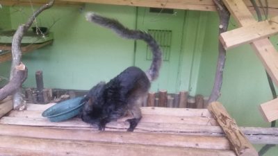 皿の裏をチェックするクロキツネザル