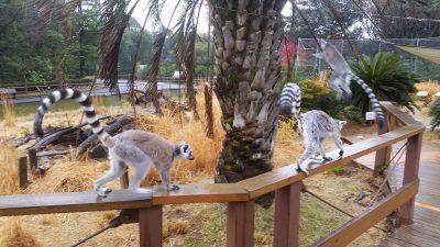 雨の中を歩くワオキツネザル