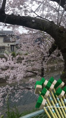 桜とデッキブラシ