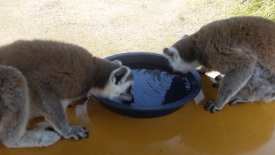 水を飲んでいますワオキツネザル