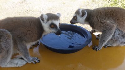 水を飲んでいますビクッ