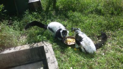 エリマキキツネザルお外で食事