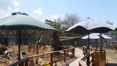 風で舞うパラソル