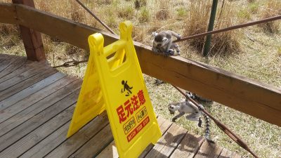 足元注意看板と赤ちゃんたち