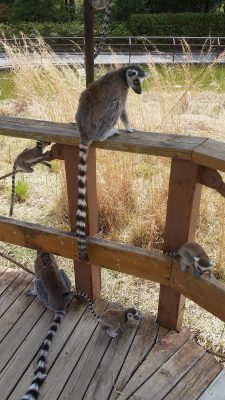 よちよちワオキツネザルの赤ちゃんたち