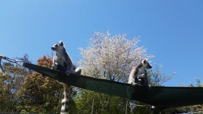 ワオキツネザルとサクラ