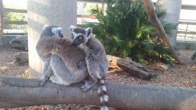 重なるワオキツネザル