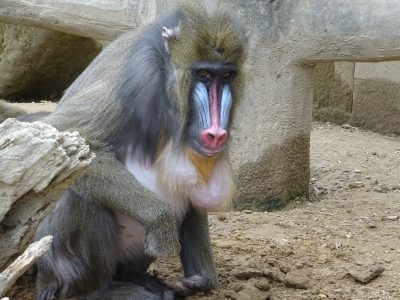 デコ
