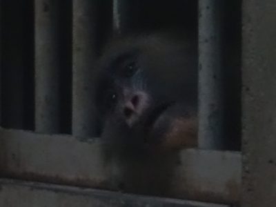 ディディ