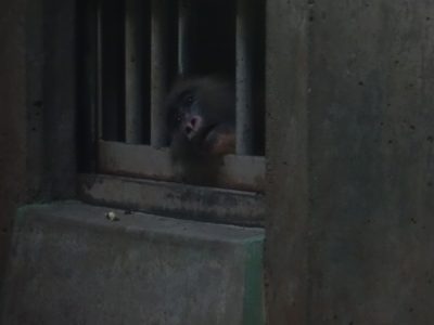 ディディ